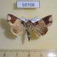 59708p Noctuidae Condica cupentia Dominicana $6