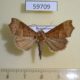 59709p Noctuidae Anomis editrix Dominicana $6