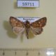 59711p Noctuidae Condica mobilis Dominicana $6