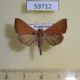 59712p Noctuidae Anomis illita Dominicana $6