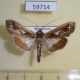 59714p Crambidae sp. Dominicana $6
