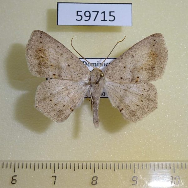 Geometridae Sabulodes loba Dominicana