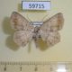 59715p Geometridae Sabulodes loba Dominicana $4