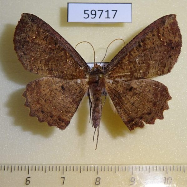 Geometridae sp. Dominicana