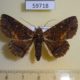 59718p Noctuidae Zale lunata Dominicana $5