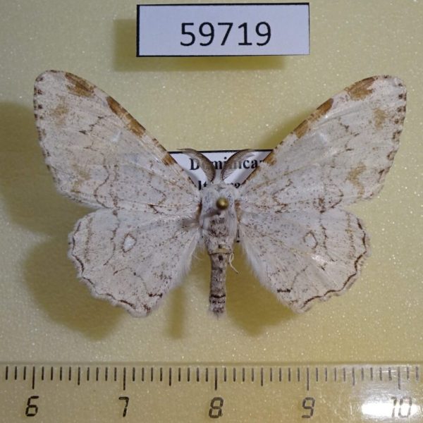 Geometridae Thyrinteina arnobia Dominicana
