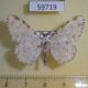 59719p Geometridae sp. Thyrinteina arnobia Dominicana $5