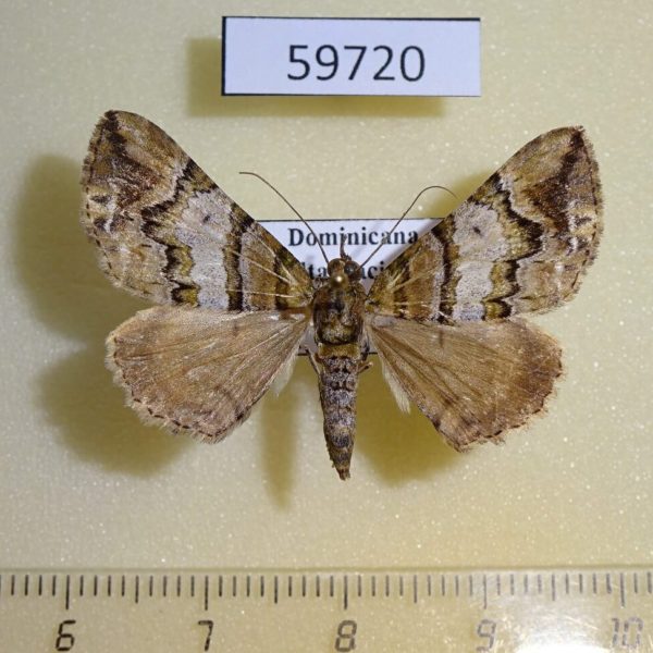 Geometridae sp. Dominicana