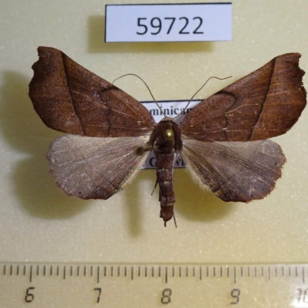 Geometridae sp. Dominicana