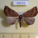59722p Geometridae sp. Dominicana $4