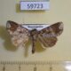 59723p Noctuidae Condica cupentia f Dominicana $4