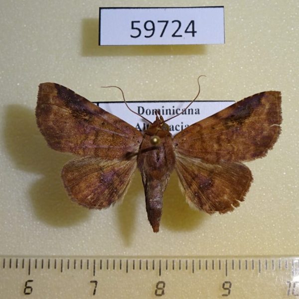 Noctuidae Massala obvertens Dominicana