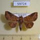 59724p Noctuidae Massala obvertens Dominicana $4
