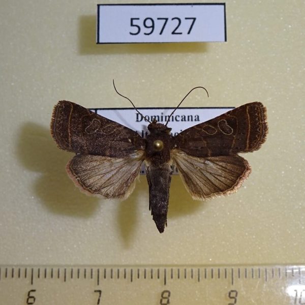 Noctuidae Orthodes majuscula Dominicana