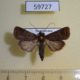 59727p Noctuidae Orthodes majuscula Dominicana $5