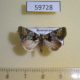 59728p Noctuidae sp. Dominicana $5