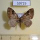 59729p Geometridae Xanthorhoe zenasaria Dominicana $4
