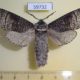 59732p Cossidae Acossus terebra Kazakhstan $10