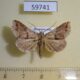 59741p Noctuidae sp. Dominicana $5