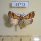 59742p Noctuidae Anomis flavafimbriago Dominicana $6