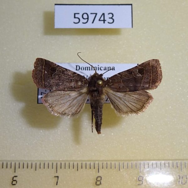 Noctuidae Orthodes majuscula Dominicana