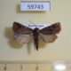 59743p Noctuidae Orthodes majuscula Dominicana $5
