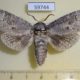 59744p Cossidae Cossus cossus Kazakhstan $8