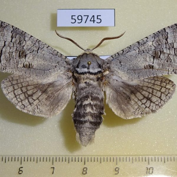 Cossidae Cossus cossus Kazakhstan