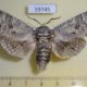 59745p Cossidae Cossus cossus Kazakhstan $8