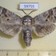 59755p Cossidae Cossus cossus shmakovi Tyva rep. $15