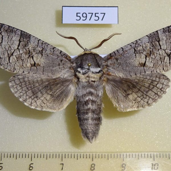 Cossidae Cossus cossus shmakovi Tyva rep.