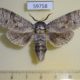 59758p Cossidae Cossus cossus shmakovi Tyva rep. $15