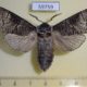 59759p Cossidae Acossus terebra Altai reg. $10
