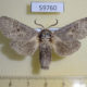 59760p Cossidae Cossus bohatchi Kazakhstan $9