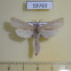 59763p Cossidae Phragmataecia castaneae Kazakhstan $8