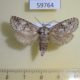 59764p Cossidae Catopta perunovi Tyva rep. $8