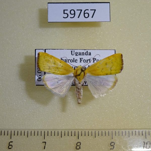 Noctuidae Earias biplaga Uganda