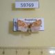 59769p Tortricidae sp. Dominicana $5