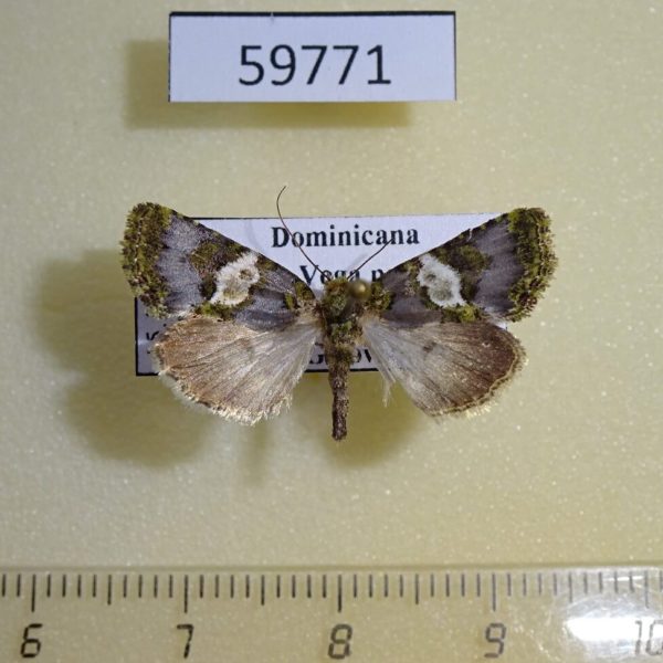 Noctuidae sp. Dominicana