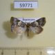 59771p Noctuidae sp. Dominicana $8