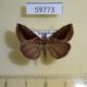 59773p Noctuidae Hypena subidalis Dominicana $8