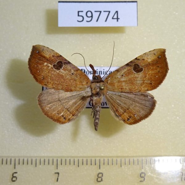 Noctuidae Metallata absumens Dominicana