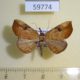 59774p Noctuidae Metallata absumens Dominicana $5