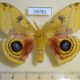 59781p Saturniidae Automeris io Canada $20