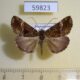 59823p Noctuidae sp. Dominicana $5
