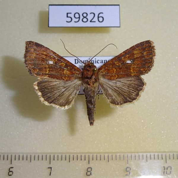 Noctuidae Condica mobilis Dominicana