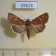 59826p Noctuidae Condica mobilis Dominicana $6