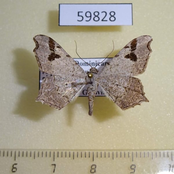 Geometridae Macaria aemulataria Dominicana