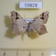59828p Geometridae Macaria aemulataria Dominicana $4