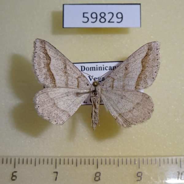 Geometridae sp. Dominicana